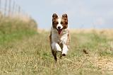 BORDER COLLIE 690